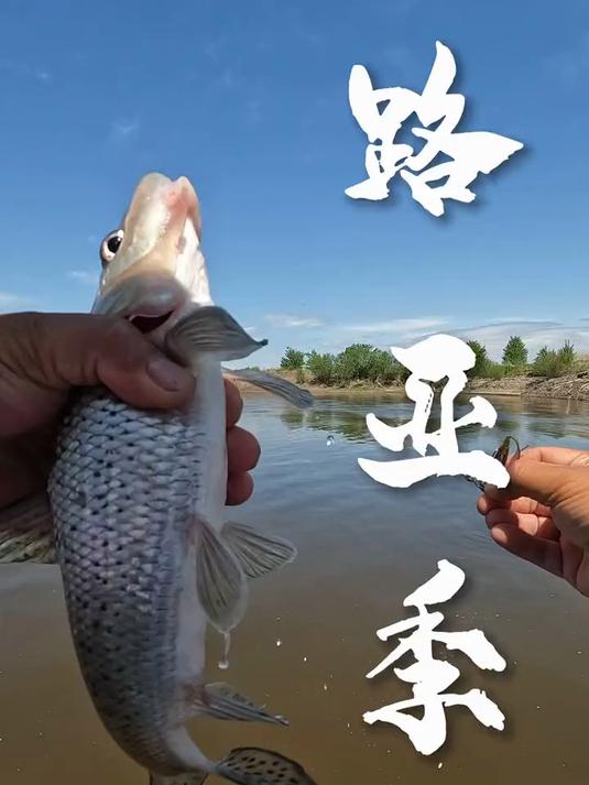 这个季节路亚路什么鱼(什么季节用路亚钓鱼)