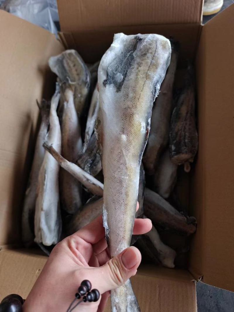 大连海钓雪鱼(大连几月份适合钓鳕鱼)