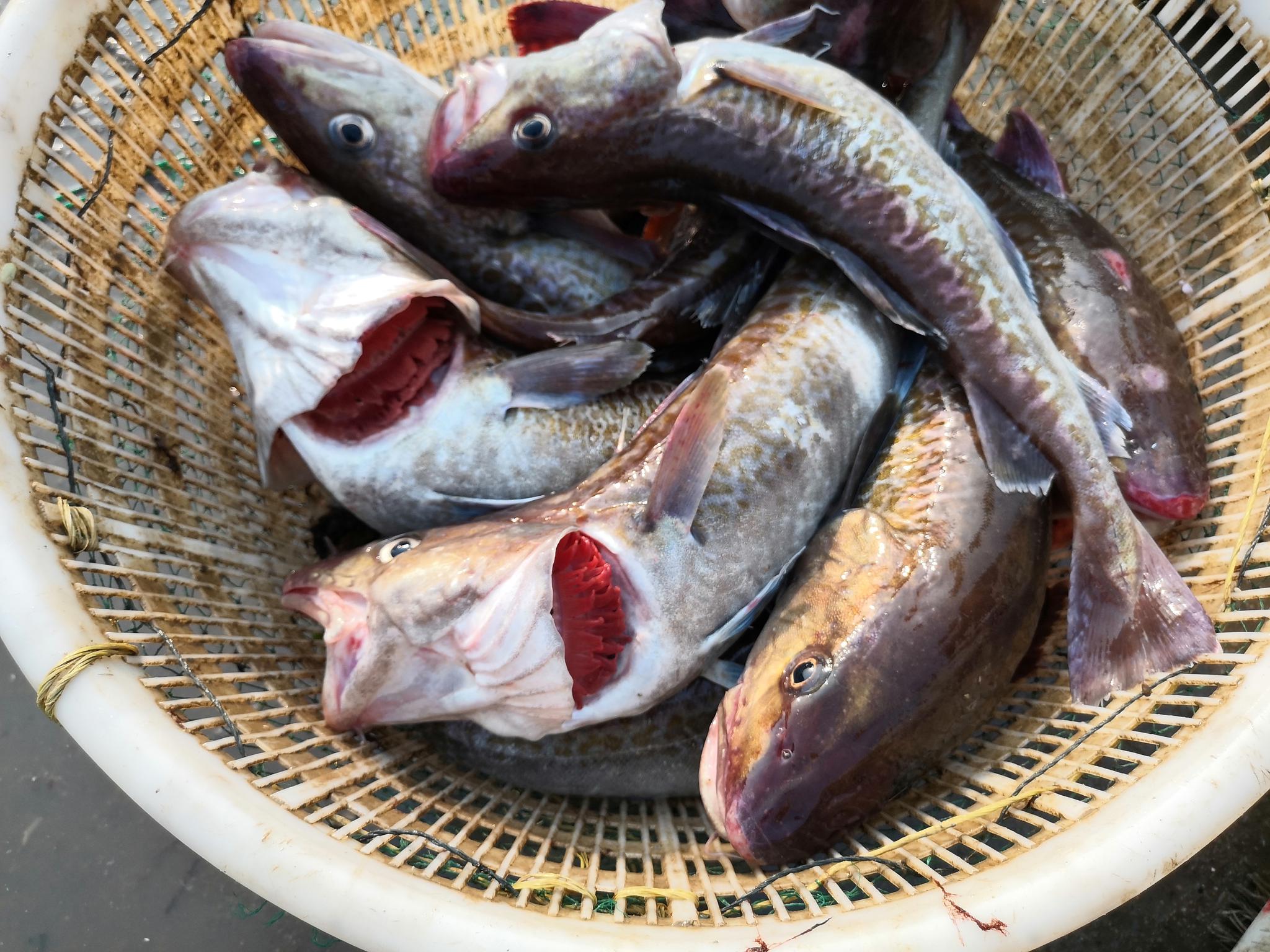 大连海钓雪鱼(大连几月份适合钓鳕鱼)