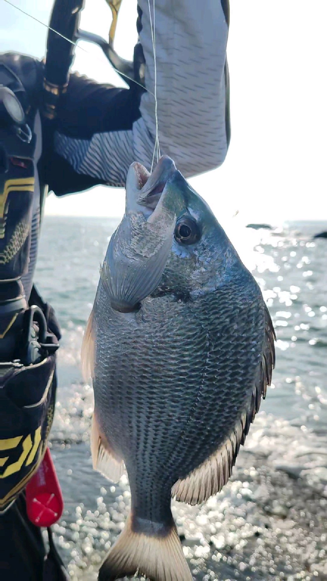 海钓大洲头(海钓大头漂怎么绑图解)