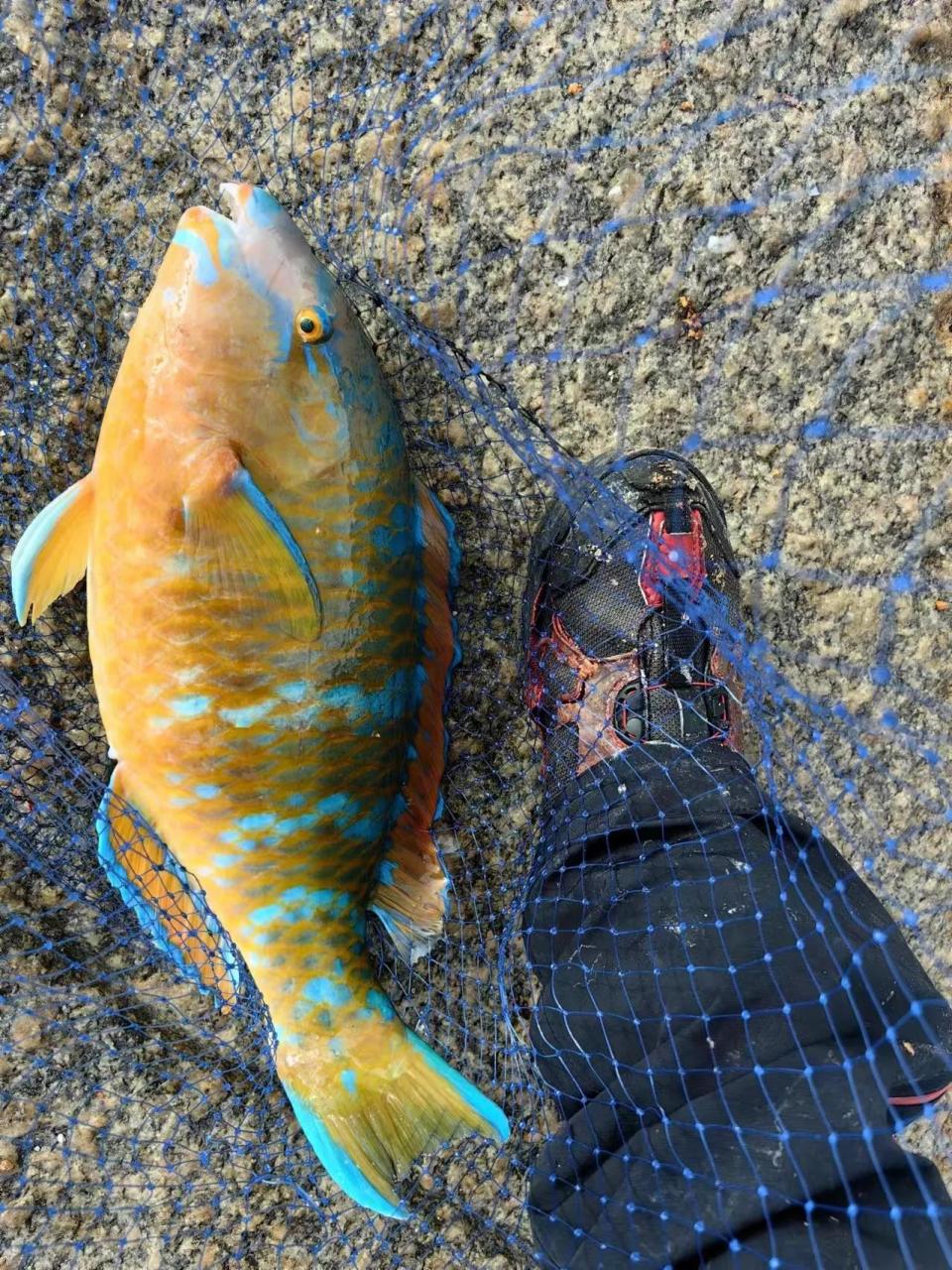 南海钓鱼准备东西(去南海钓鱼怎么收费)