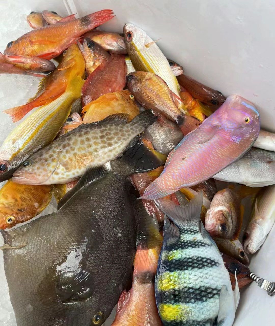 湛江海钓虫批发(湛江海钓虫批发市场地址)