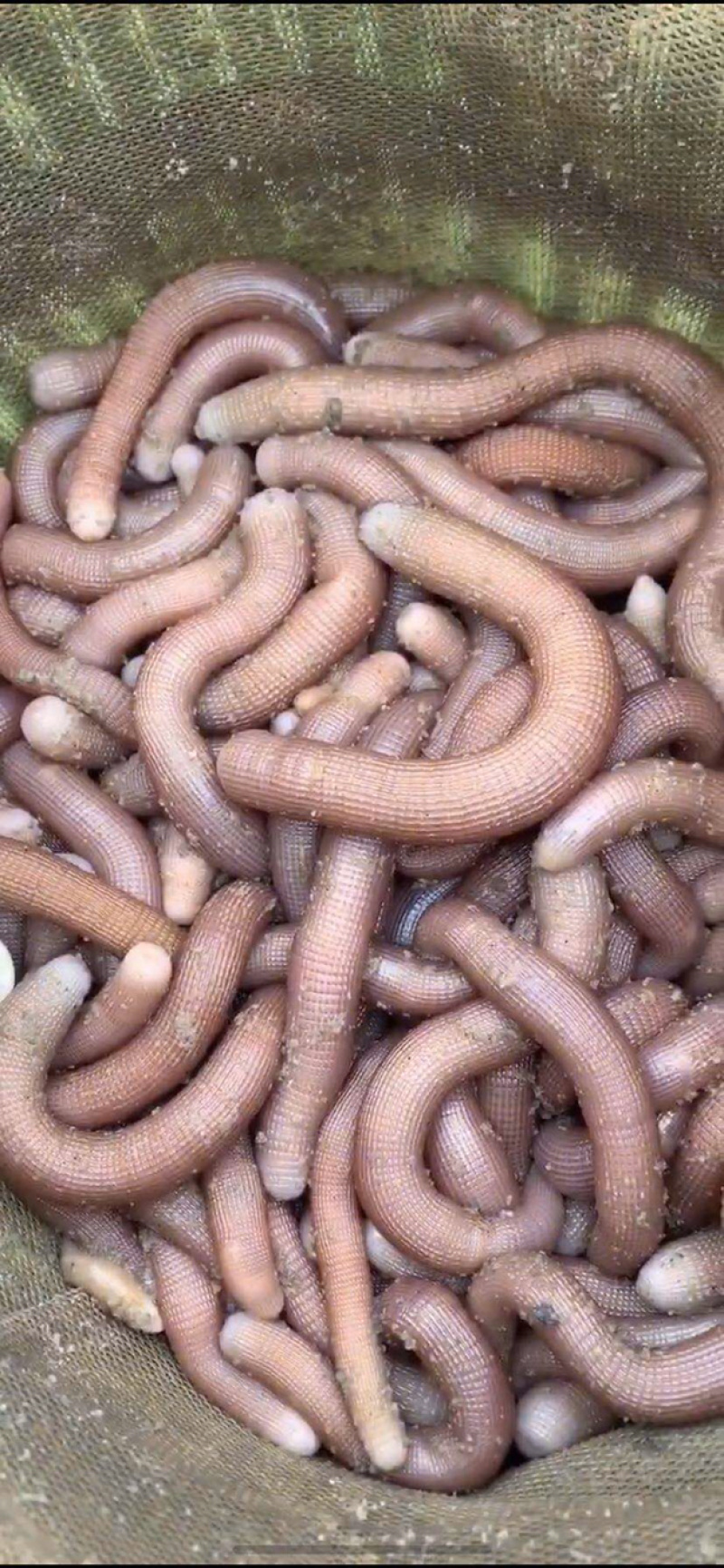 湛江海钓虫批发(湛江海钓虫批发市场地址)