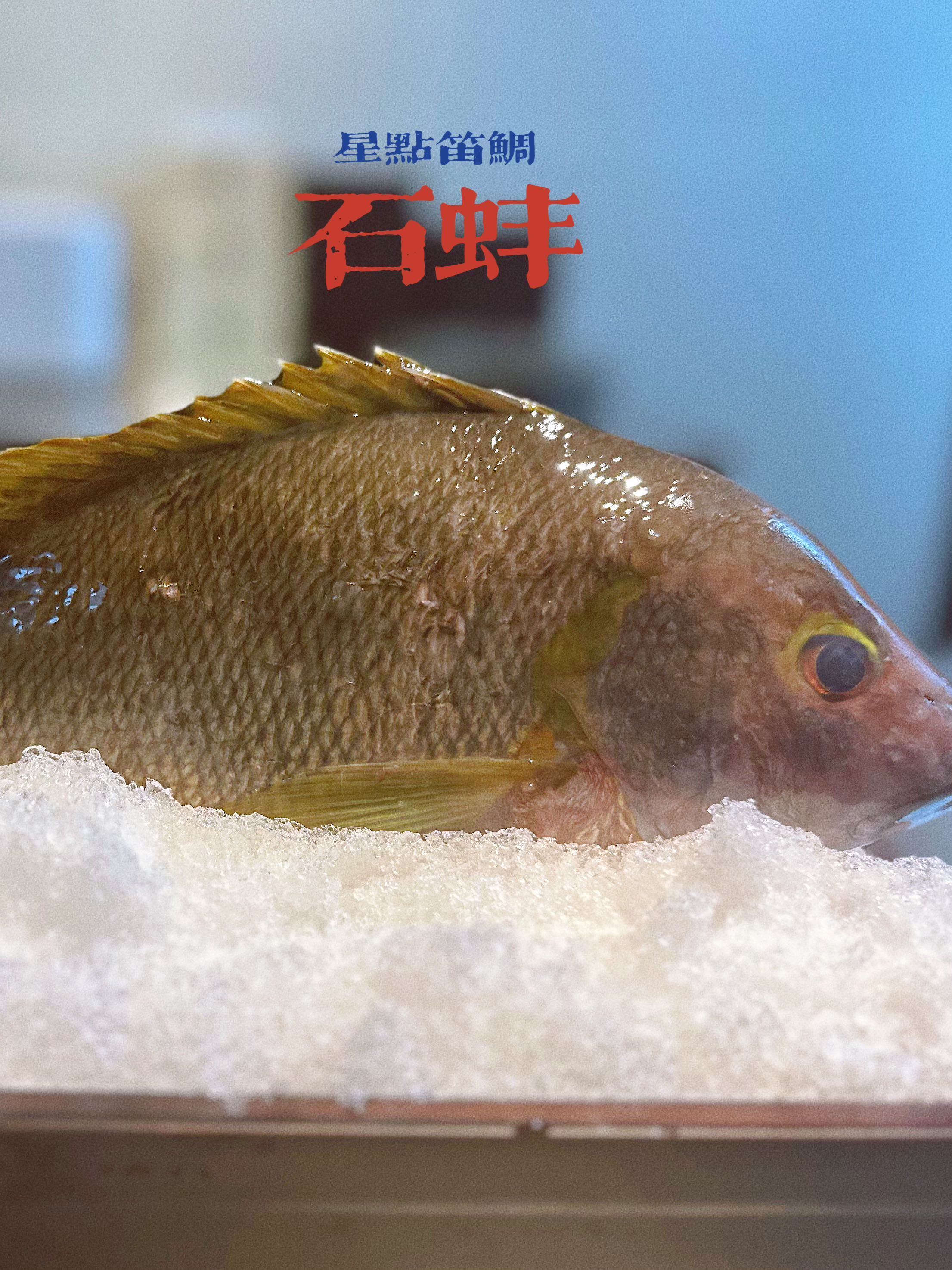 国内海钓去哪里(海钓地方推荐)