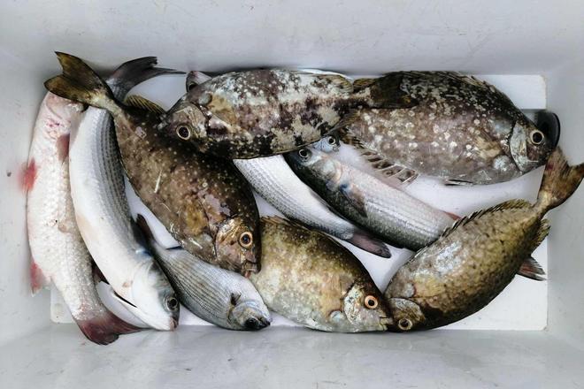 温岭哪有海钓(温岭让钓鱼的水库都有哪些)