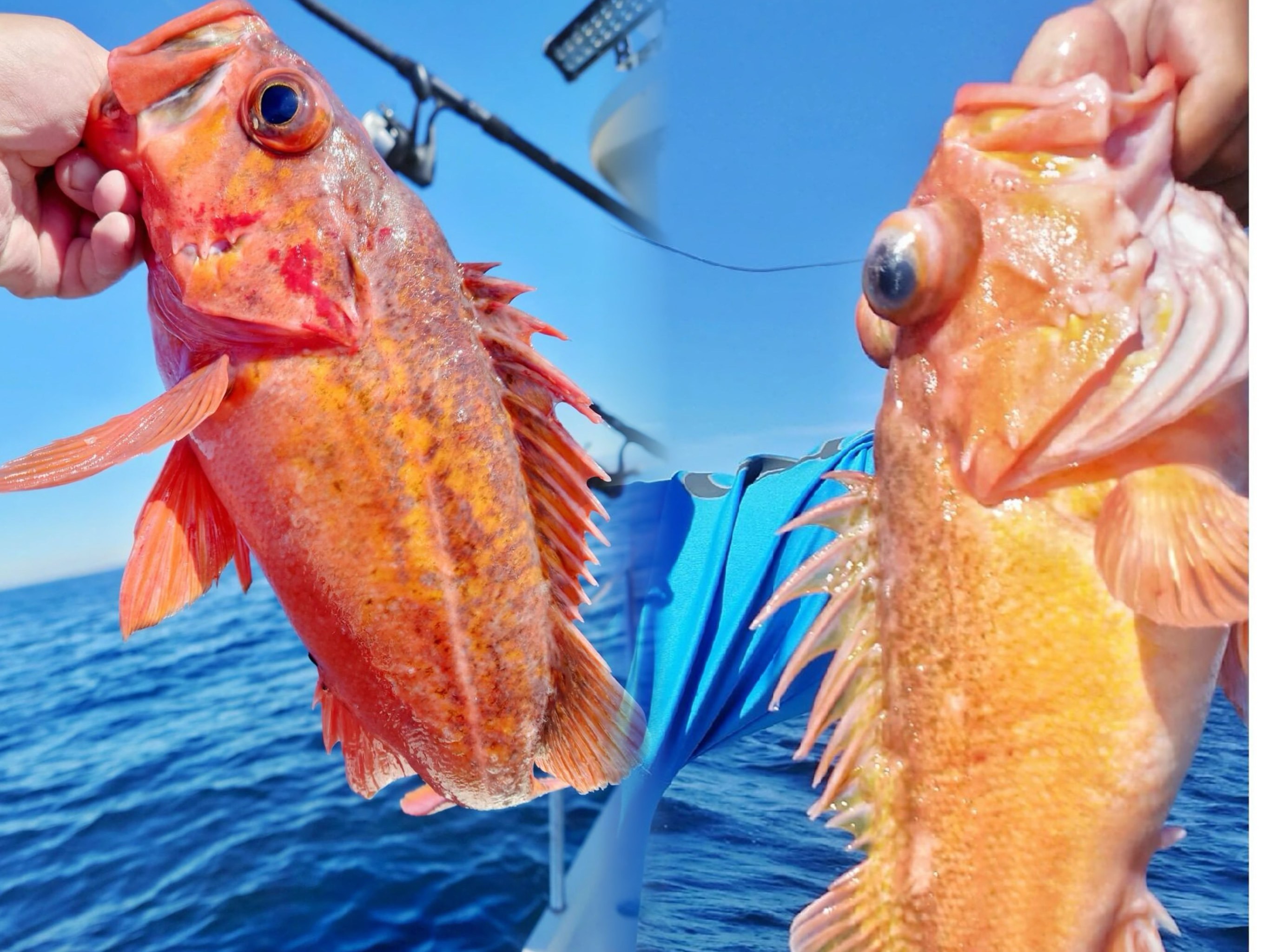 海钓阳仔(阳江海钓鱼排)