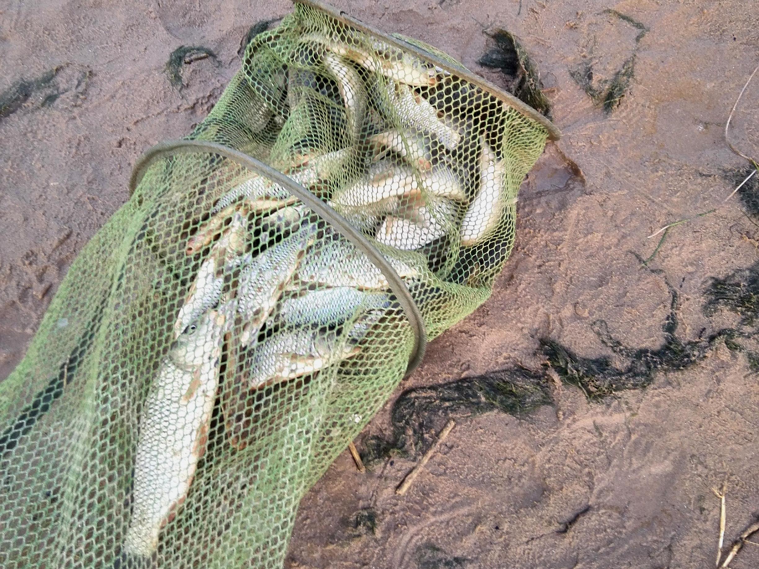 黄河手竿钓鱼技巧视频(黄河钓鱼用多长的杆子) 黄河手竿钓鱼技巧视频(黄河钓鱼用多长的杆子)