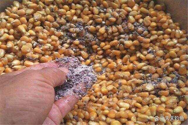 玉米饵料泡硬了(泡制的玉米饵料可以储存多长时间)