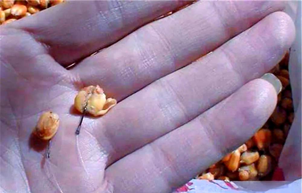 老玉米怎么做饵料(老玉米饵料泡制配方大全自制)