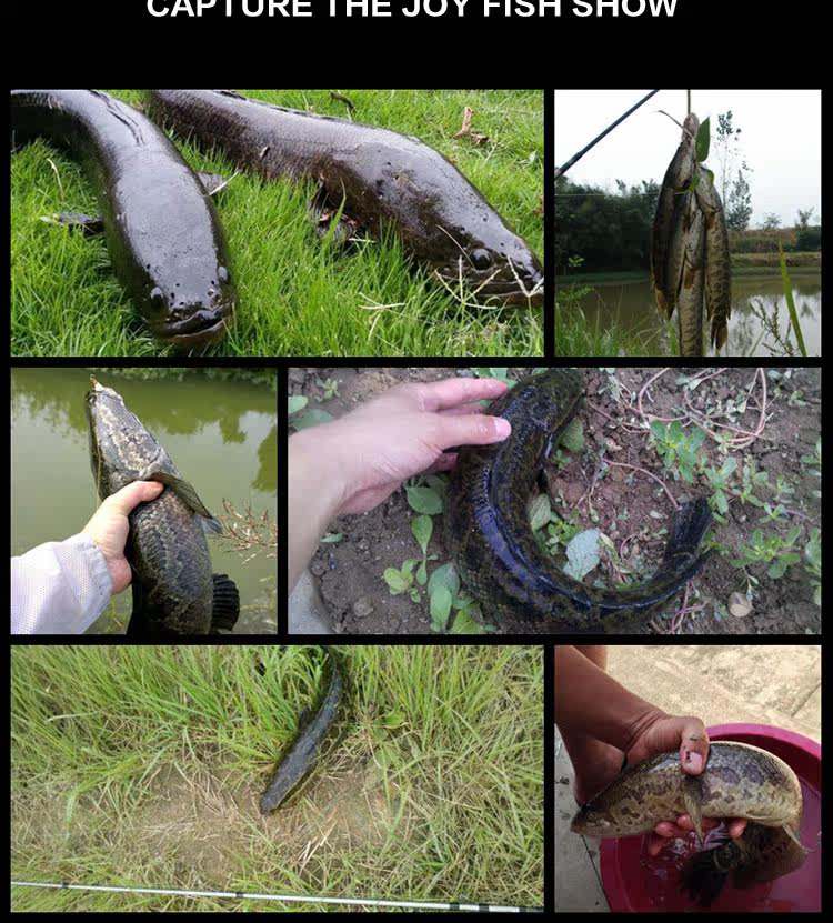 路亚杆怎么绑雷蛙(钓鱼教程路亚竿雷蛙的连接方法)