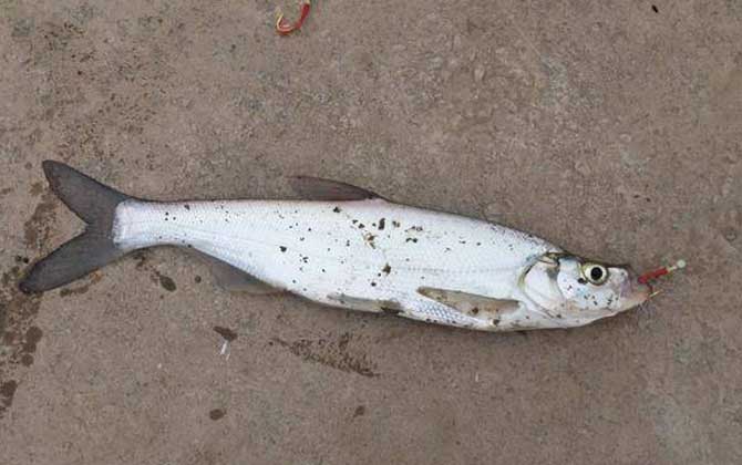 路亚翘杀(路亚钓翘嘴怎么操作)