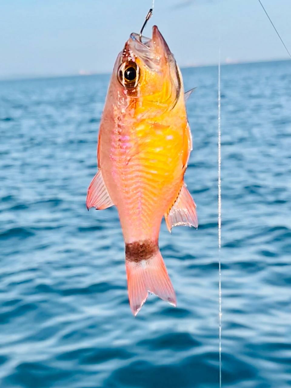 盘锦有海钓的吗(盘锦钓海鱼的地方)