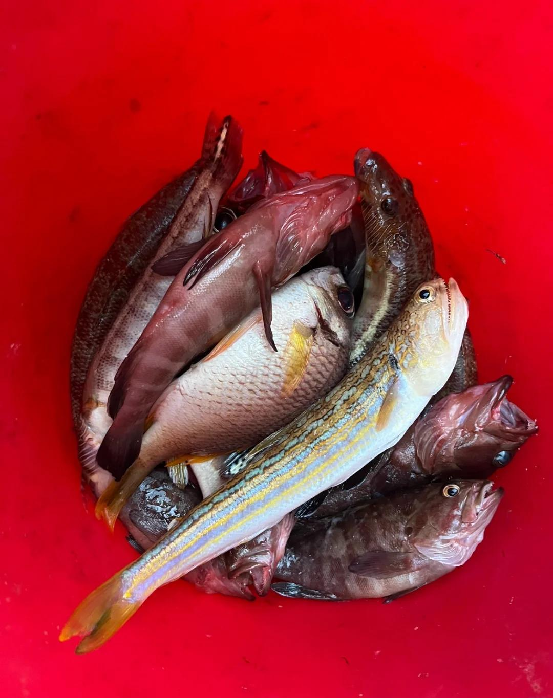 盘锦有海钓的吗(盘锦钓海鱼的地方)