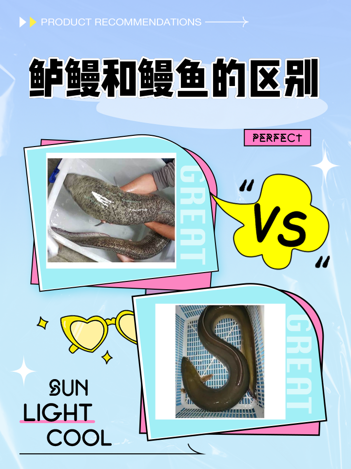 钓淡水鳗最佳饵料(钓淡水鳗鱼用什么鱼饵) 钓淡水鳗最佳饵料(钓淡水鳗鱼用什么鱼饵)