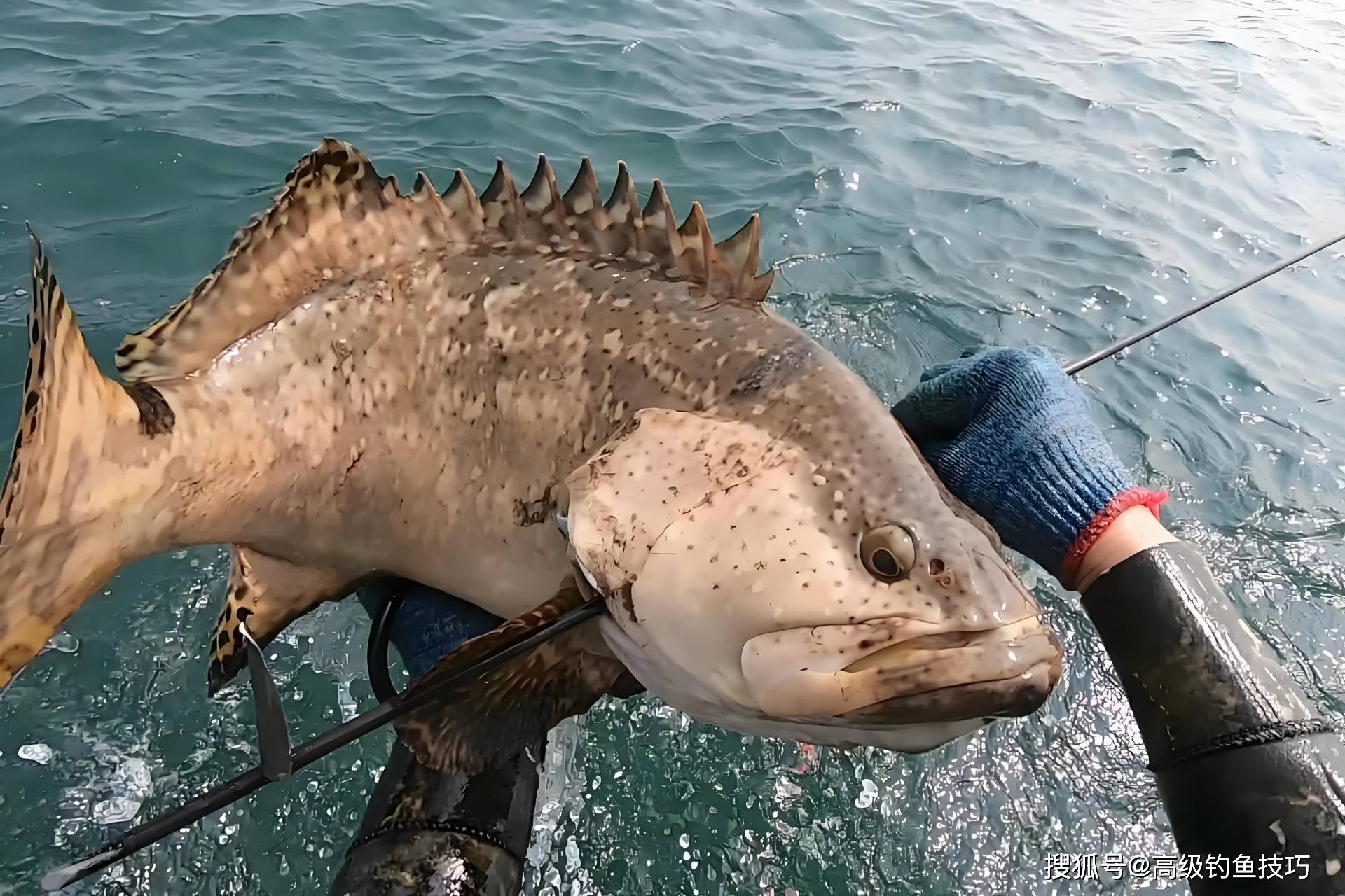 海钓常见鱼类图片大全(海钓的种类及方法)