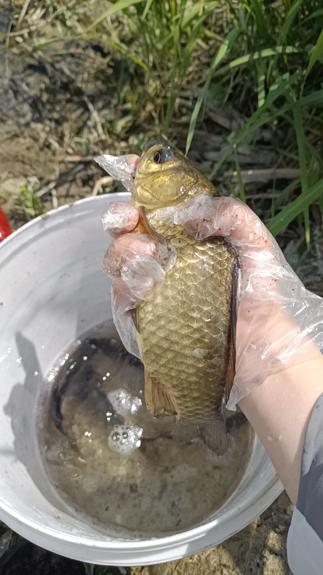 上海钓鱼吧(上海钓鱼吧 百度贴吧)