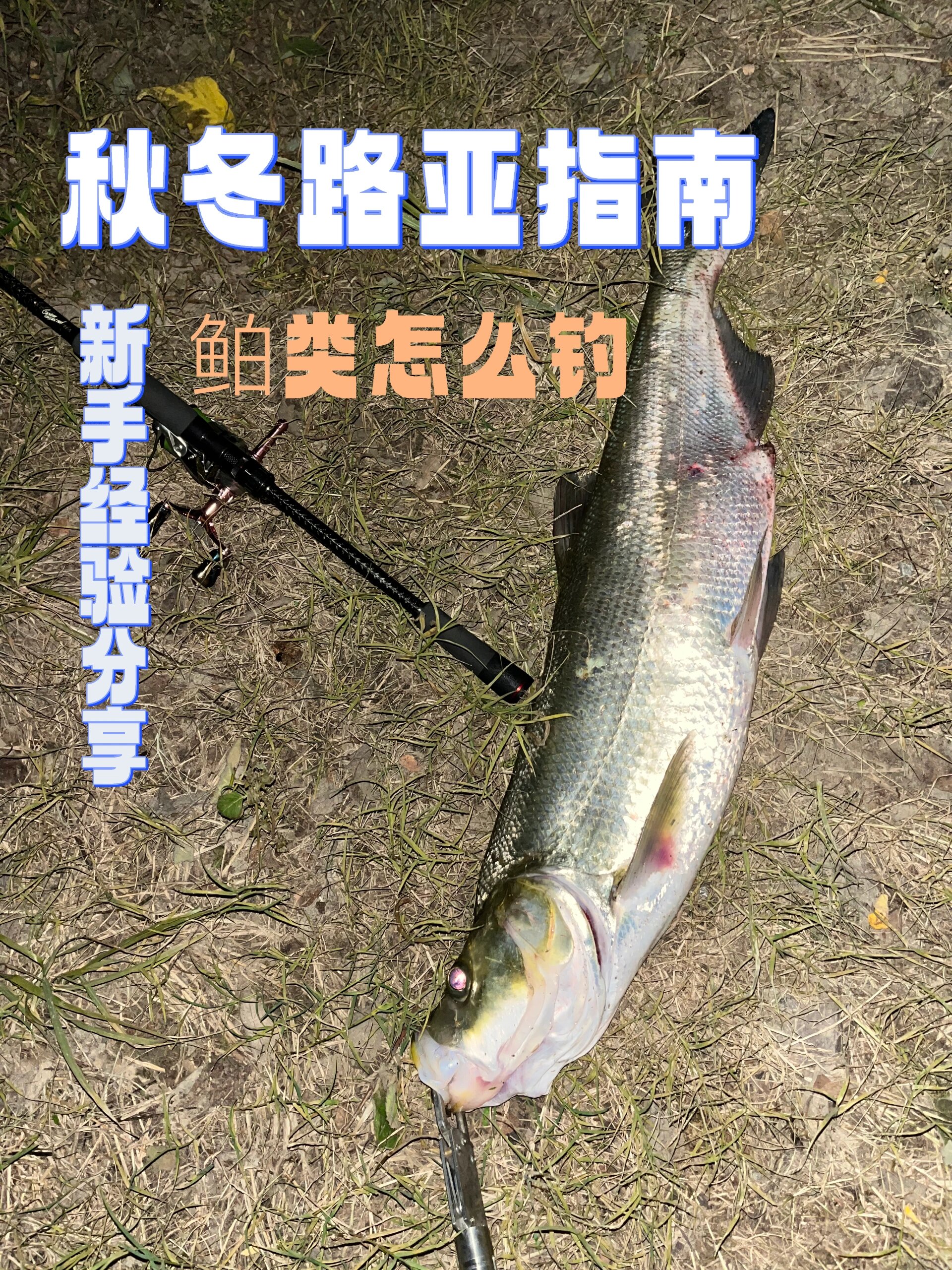 路亚杆怎么钓巧嘴(路亚巧嘴手法)