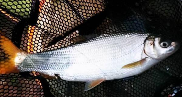 夜钓黄尾鲴技巧(夜钓黄尾钓远还是钓近)