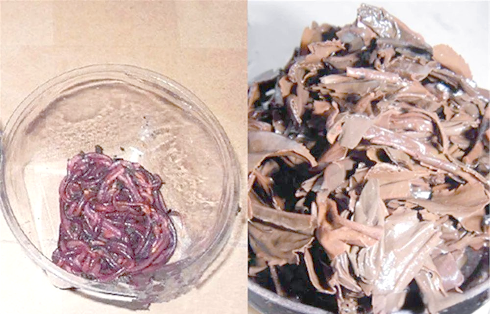 蚯蚓饵料测试(蚯蚓做饵如何调漂)