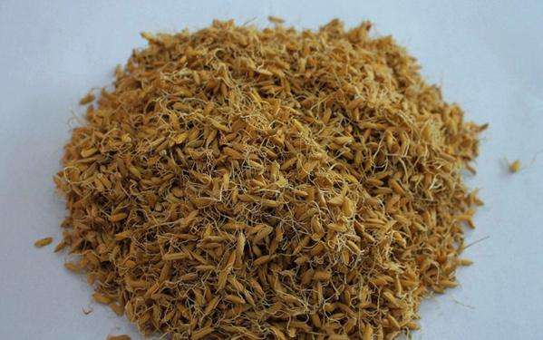 谷芽爆炸饵料(谷芽爆炸饵料怎么配)