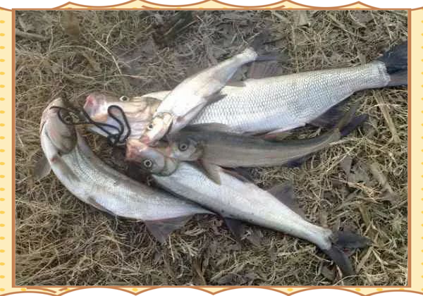 路亚冬季使用(路亚冬季用什么饵)