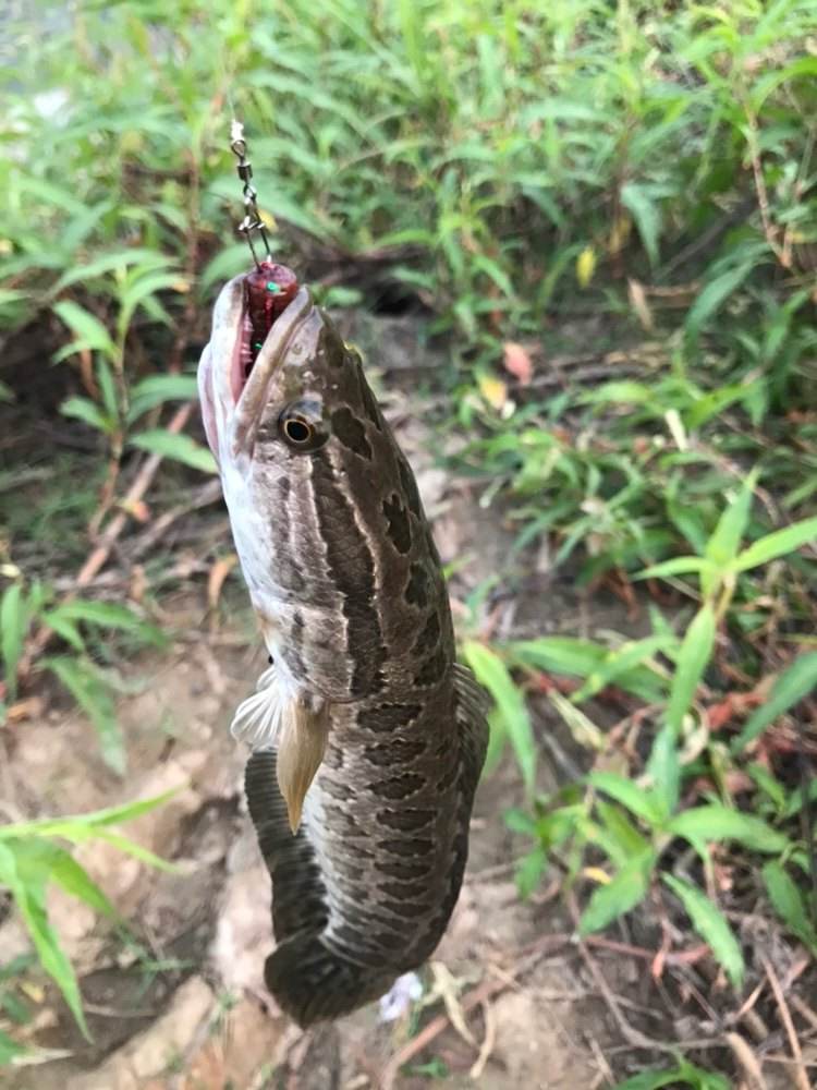 路亚软虫路什么鱼(路亚软虫钓法)
