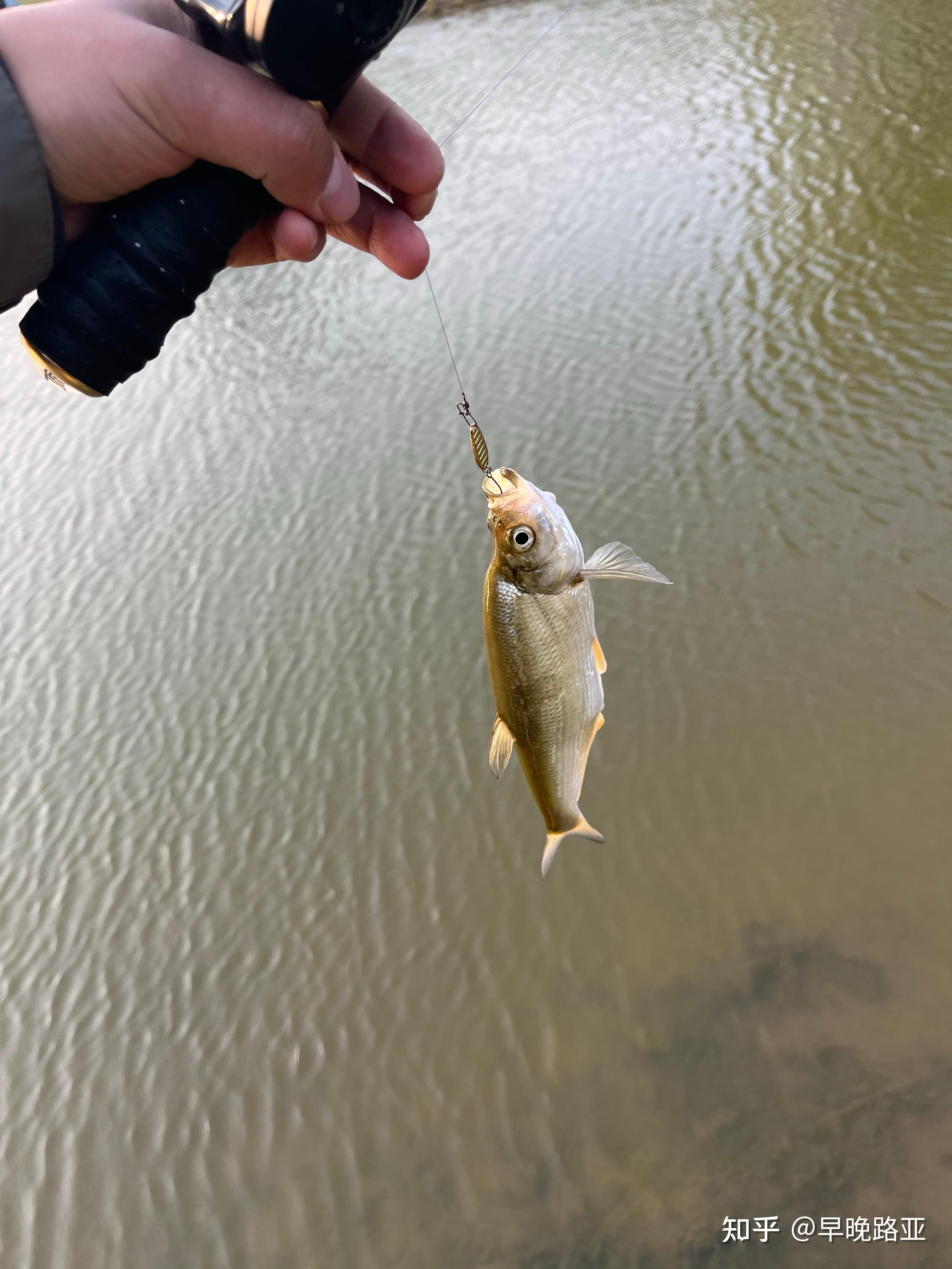 路亚亮片测试(路亚亮片玩法)