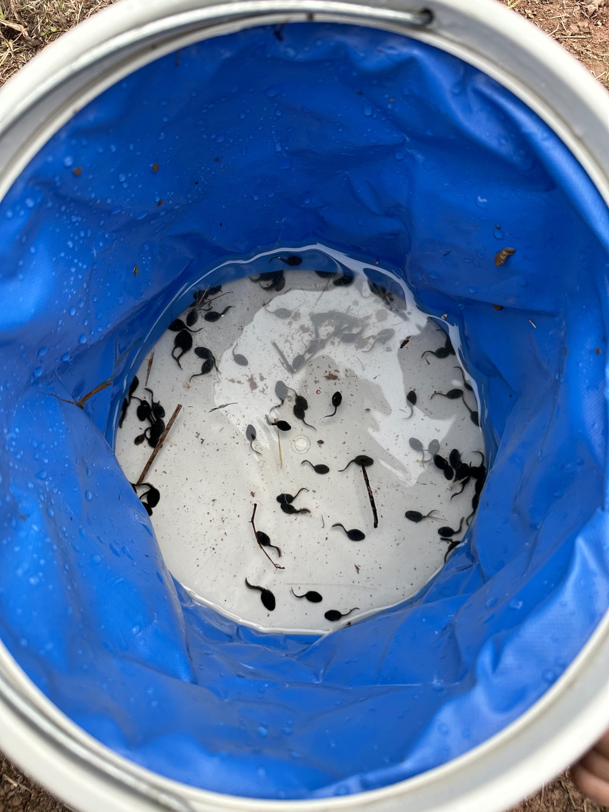 把蚯蚓放饵料球(蚯蚓放饵料球里,剪断好还是不剪好)