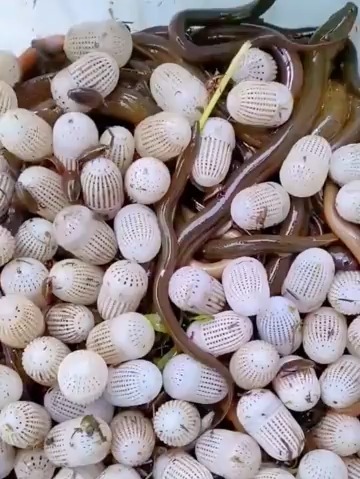 把蚯蚓放饵料球(蚯蚓放饵料球里,剪断好还是不剪好)