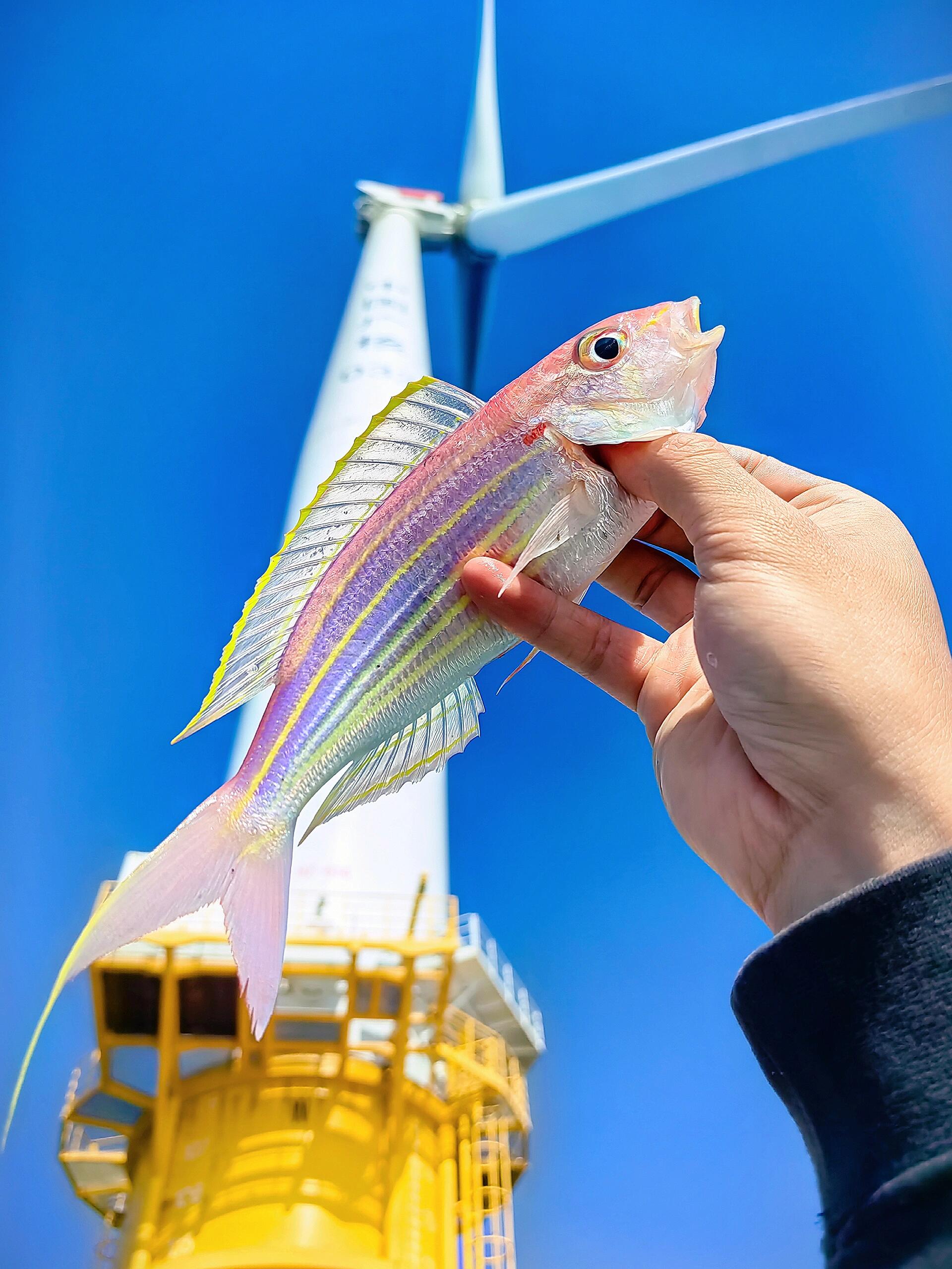 海钓有什么美丽的鱼(海钓有哪些鱼种)