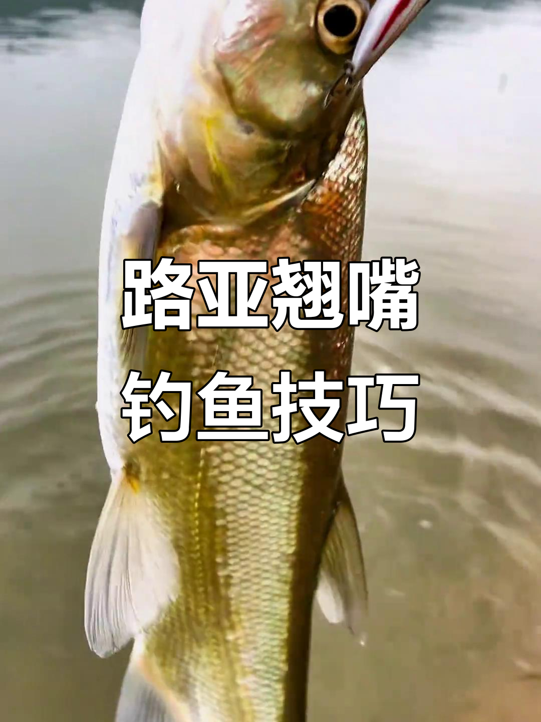 路亚钓翘嘴收线技巧(路亚钓翘嘴的使用方法)