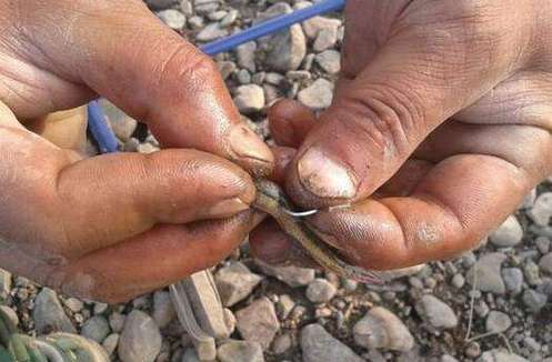 野钓黄刺鱼技巧(野钓鲶鱼的六个技巧)