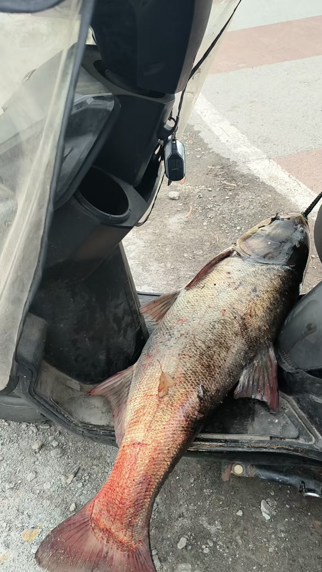 路亚怎么打白鲢(路亚钓白鲢用什么饵最好)