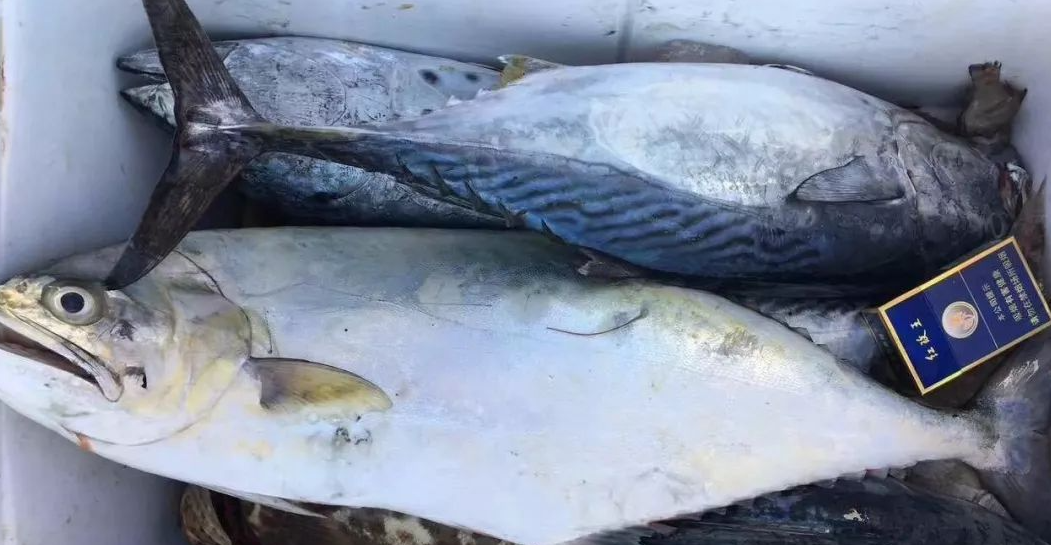 广东最好海钓地点(广东海边钓鱼的好地方)