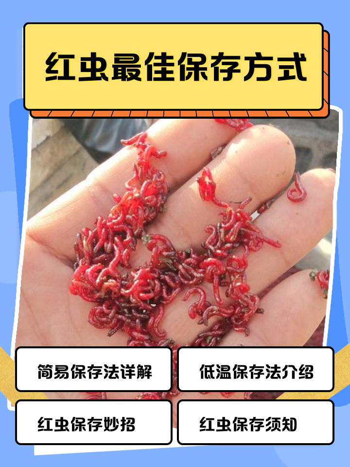 红虫饵料配方视(红虫饵料怎么用?)