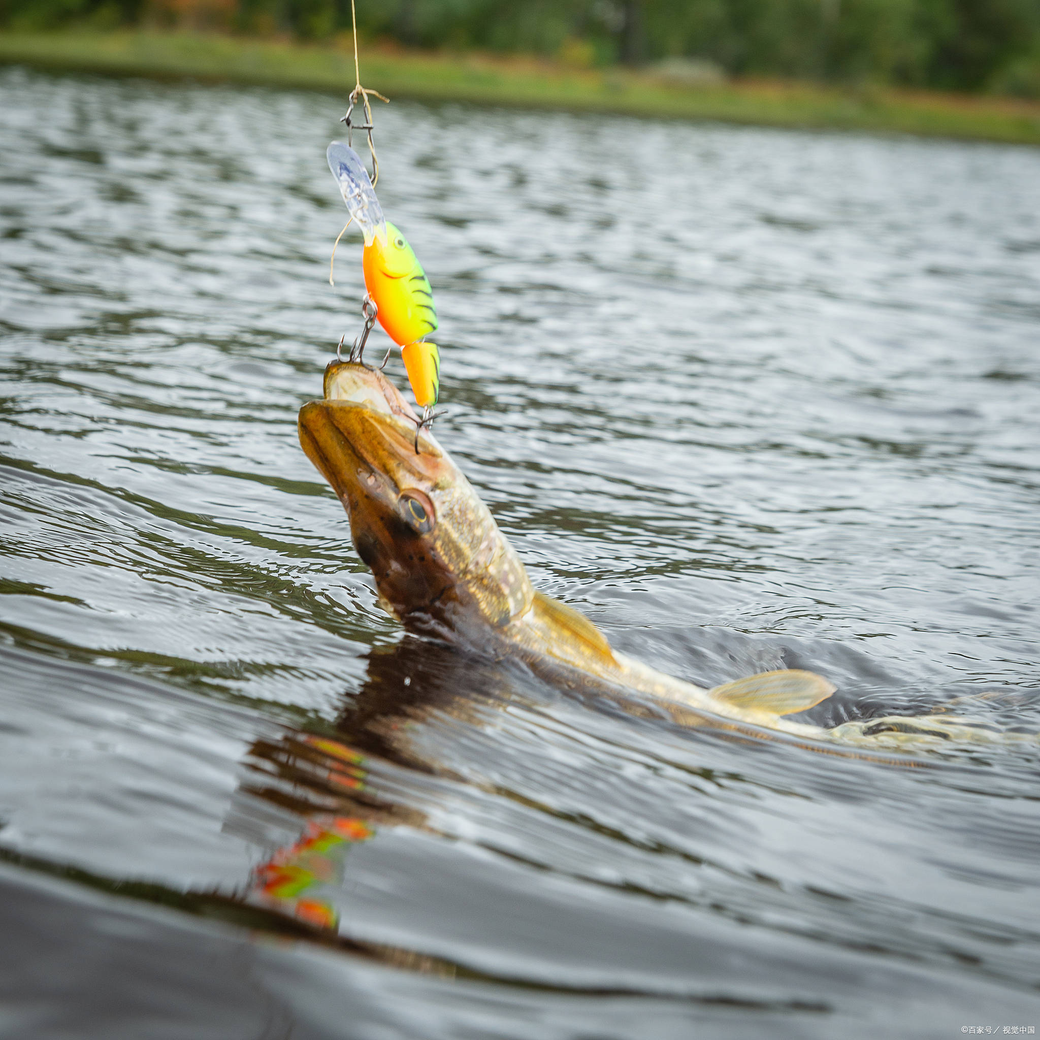 低气压路亚(气压低路亚翘嘴) 低气压路亚(气压低路亚翘嘴)