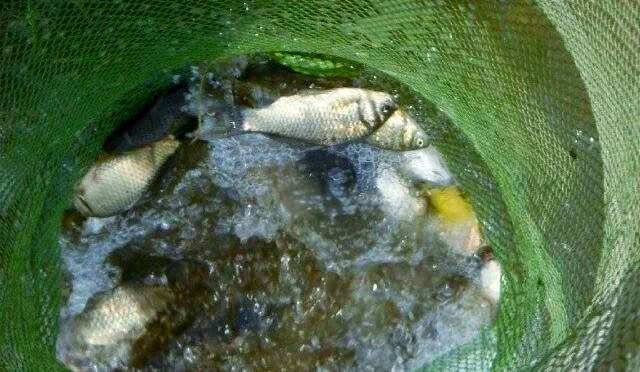 红薯加饵料钓鱼(红薯加饵料钓鱼怎么样)