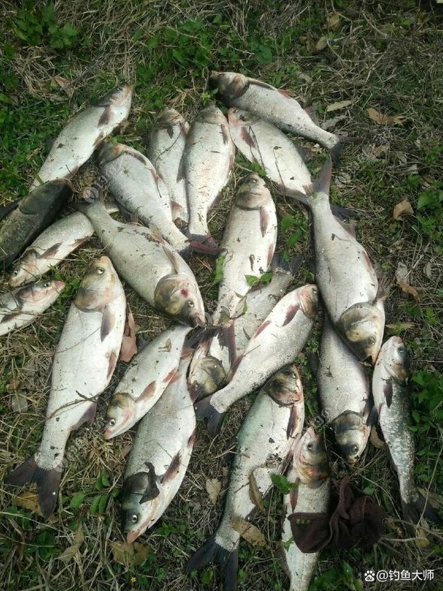 春夏钓鲢鳙鱼技巧(夏季钓鲢鳙技巧)