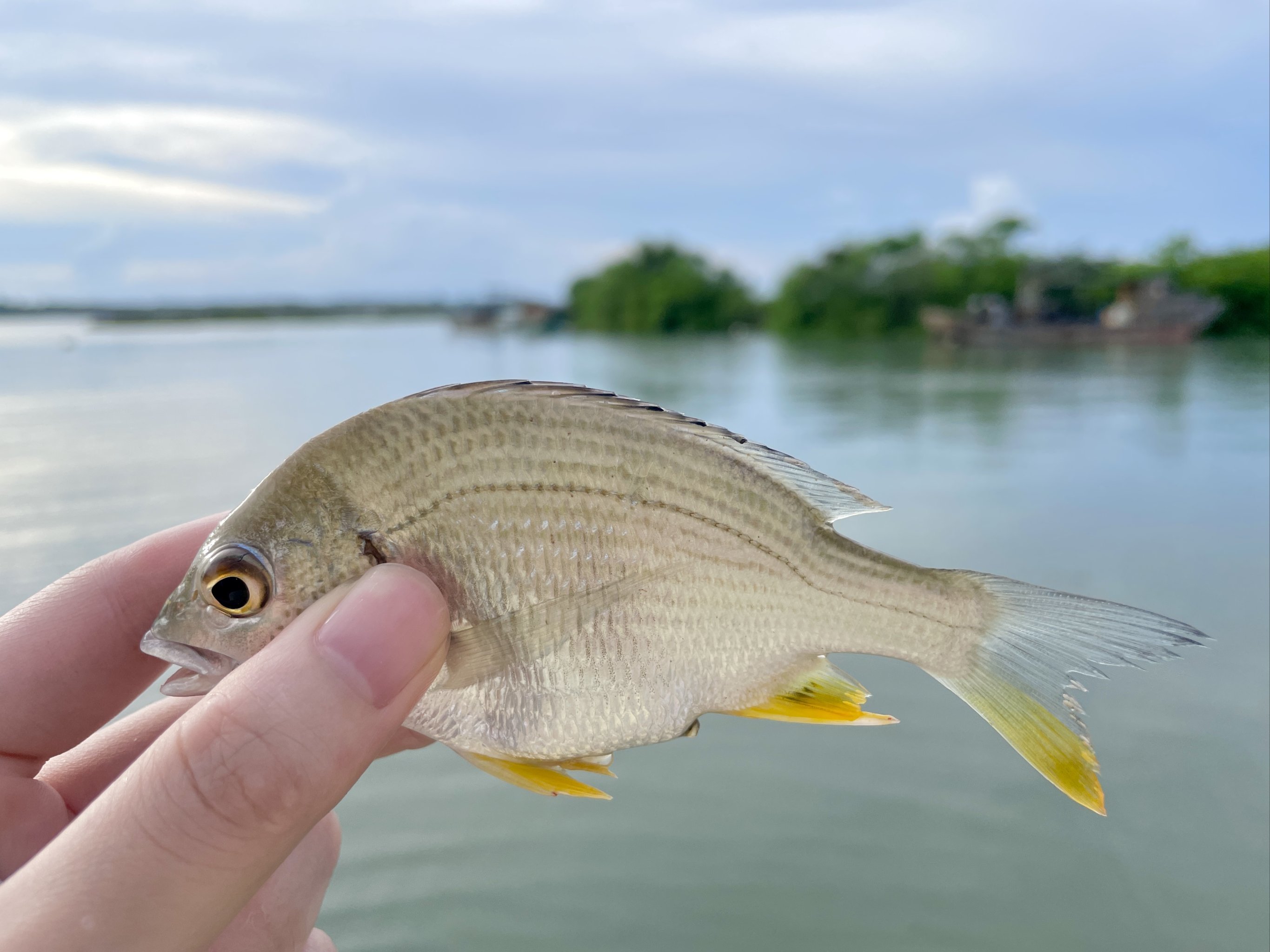 海钓乌头鱼的天气(海钓乌头鱼的最佳钓法视频)