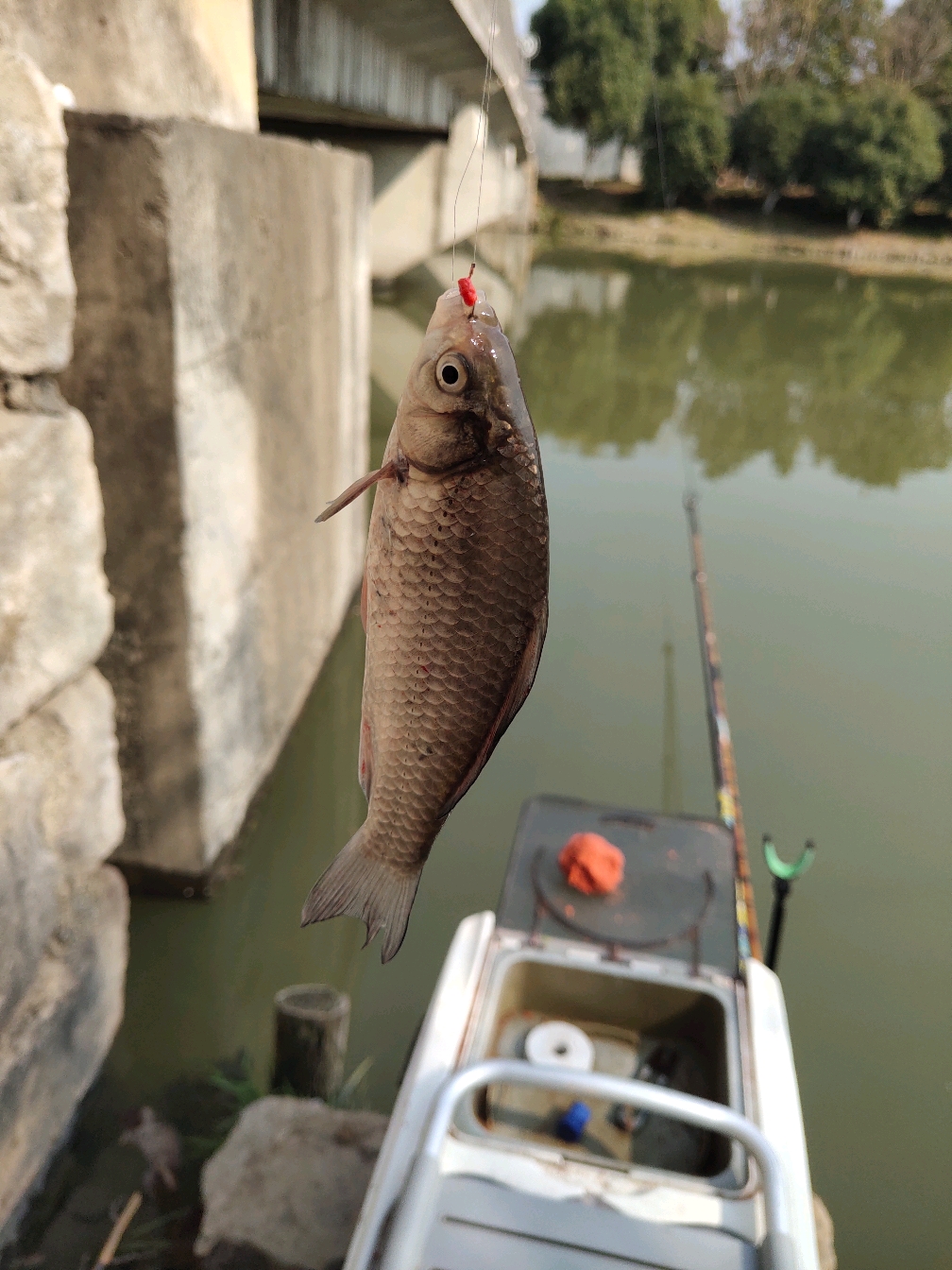 海钓乌头鱼的天气(海钓乌头鱼的最佳钓法视频)