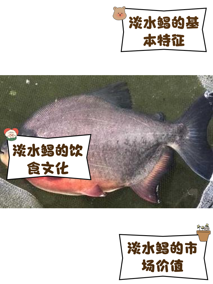 水库钓鲳鱼最好的饵料(水库钓鲳鱼用什么饵料)