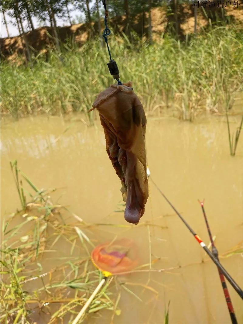 鸡肠子钓鱼技巧(鸡肠子钓鲫鱼怎么样) 鸡肠子钓鱼技巧(鸡肠子钓鲫鱼怎么样)