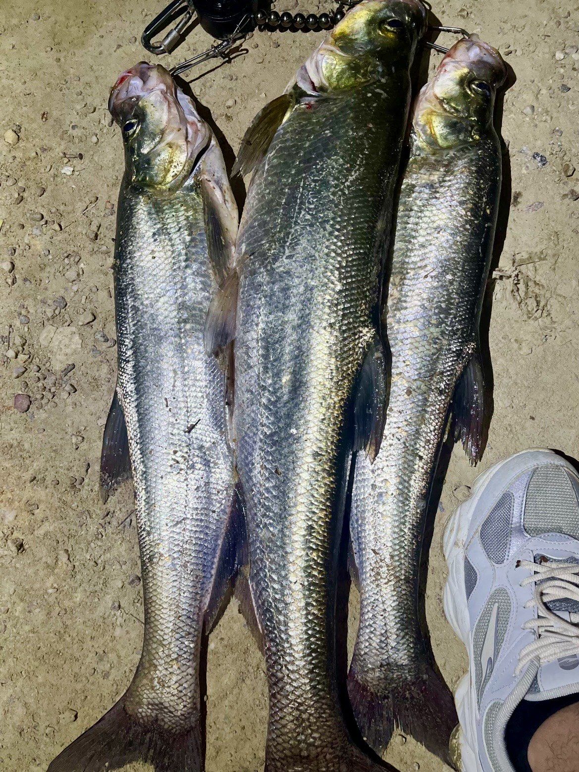 绥中海钓鱼种(绥中县海钓钓点) 绥中海钓鱼种(绥中县海钓钓点)