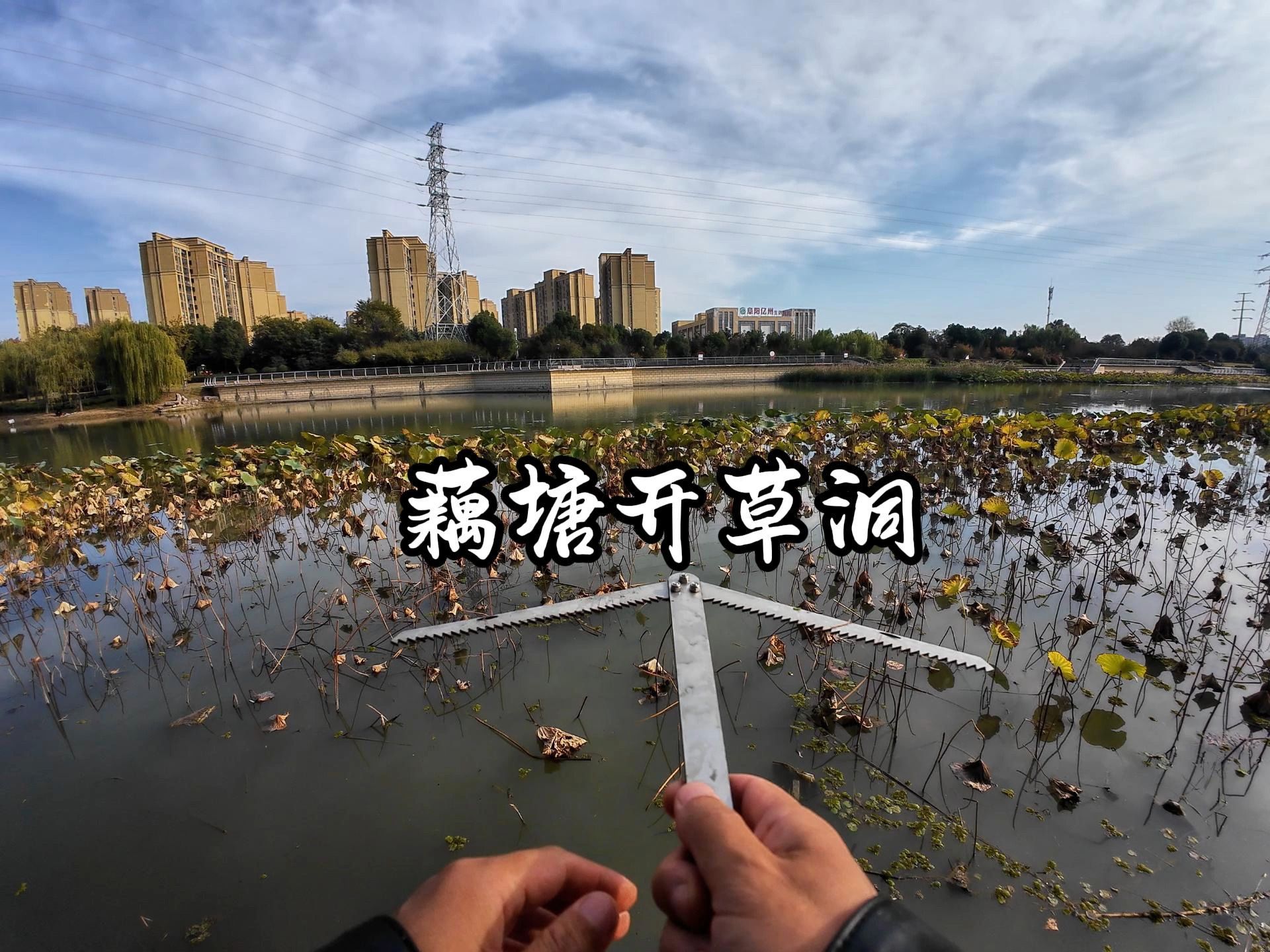 秋季钓藕塘技巧(秋天怎么在藕塘钓鱼) 秋季钓藕塘技巧(秋天怎么在藕塘钓鱼)