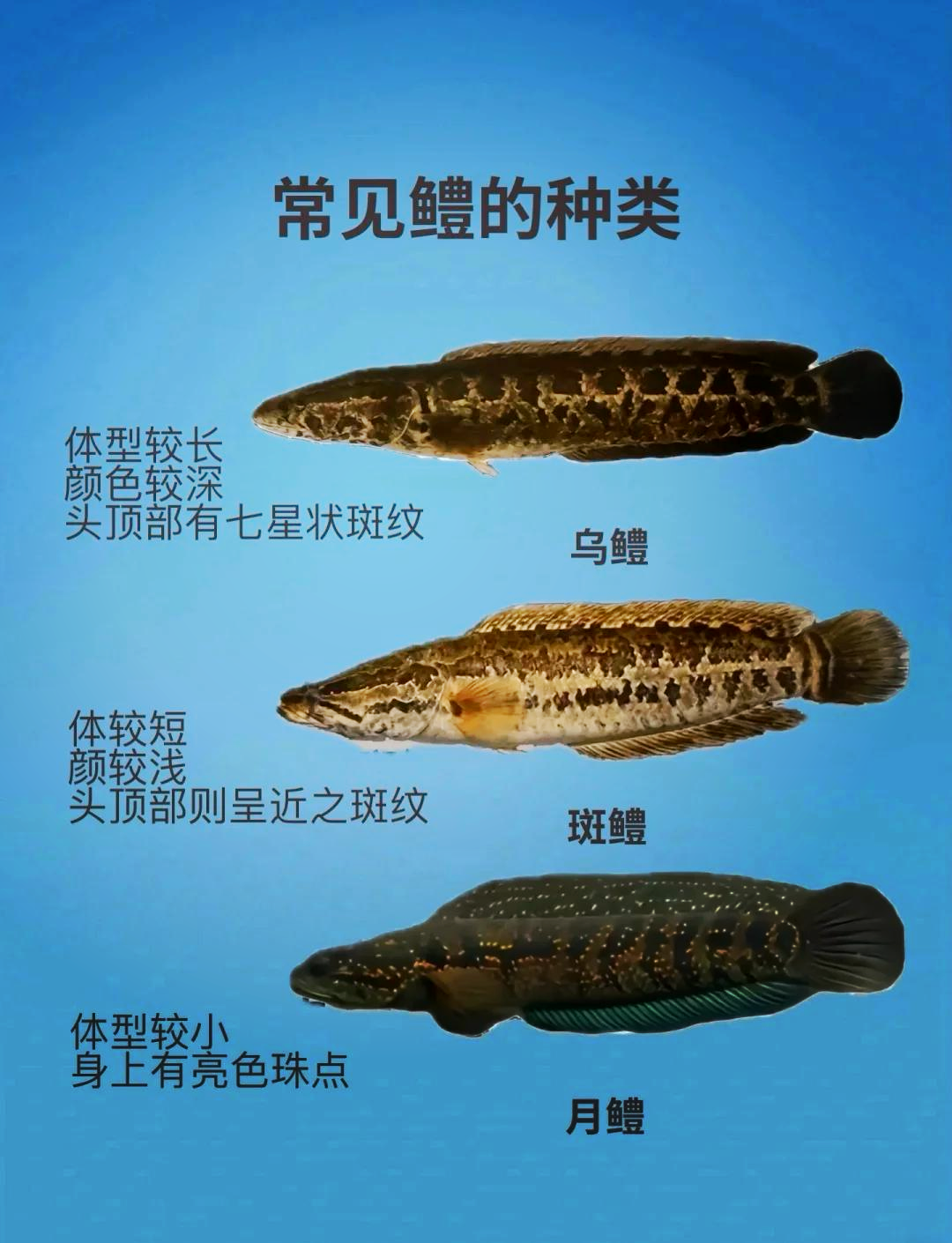 路亚黑鱼温度(路亚黑鱼温度要稳定几天)