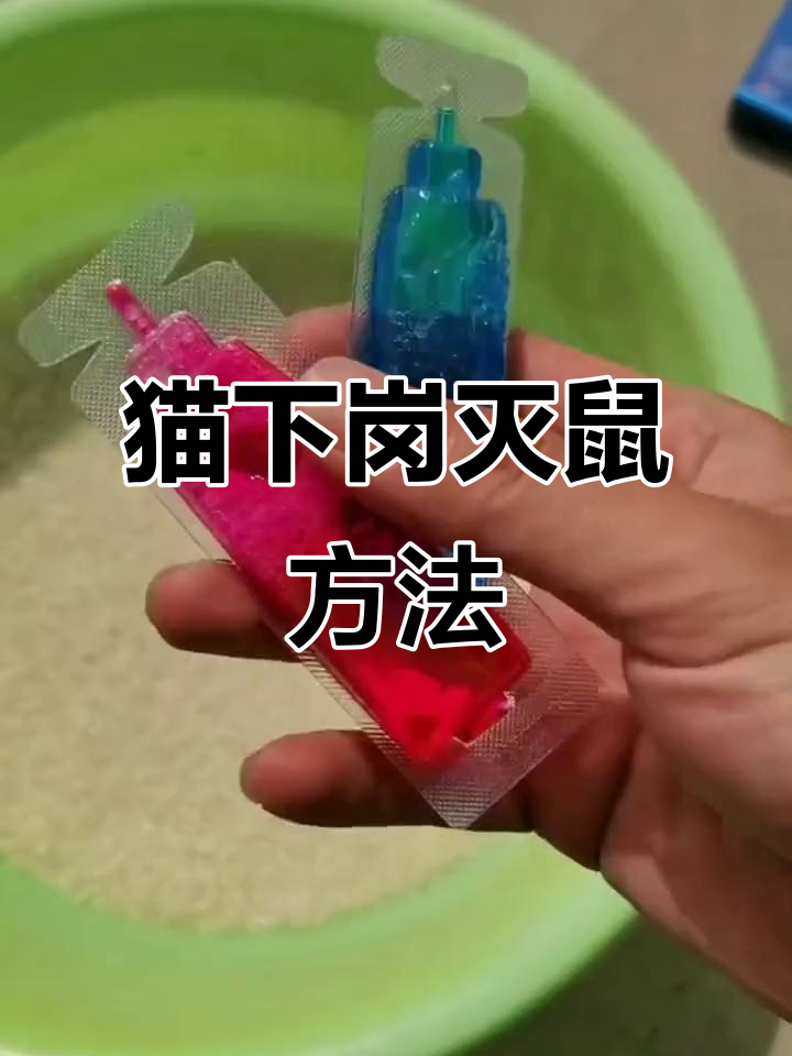 老鼠饵料招老鼠吗(老鼠饵料招老鼠吗视频) 老鼠饵料招老鼠吗(老鼠饵料招老鼠吗视频)