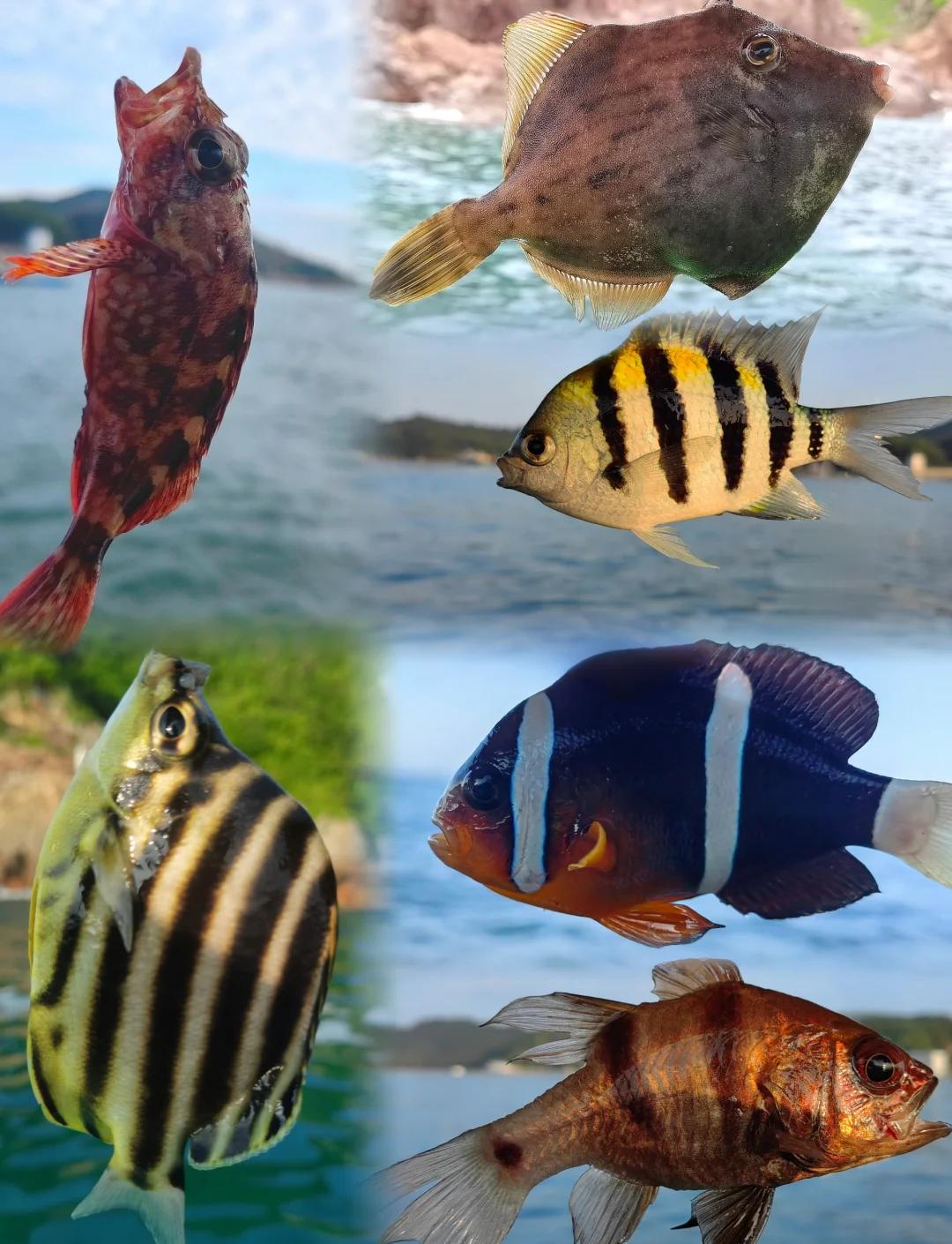 海钓好玩么(海钓是什么感觉)