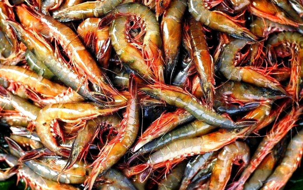 厦门海钓活虾(厦门海钓活虾的地方) 厦门海钓活虾(厦门海钓活虾的地方)