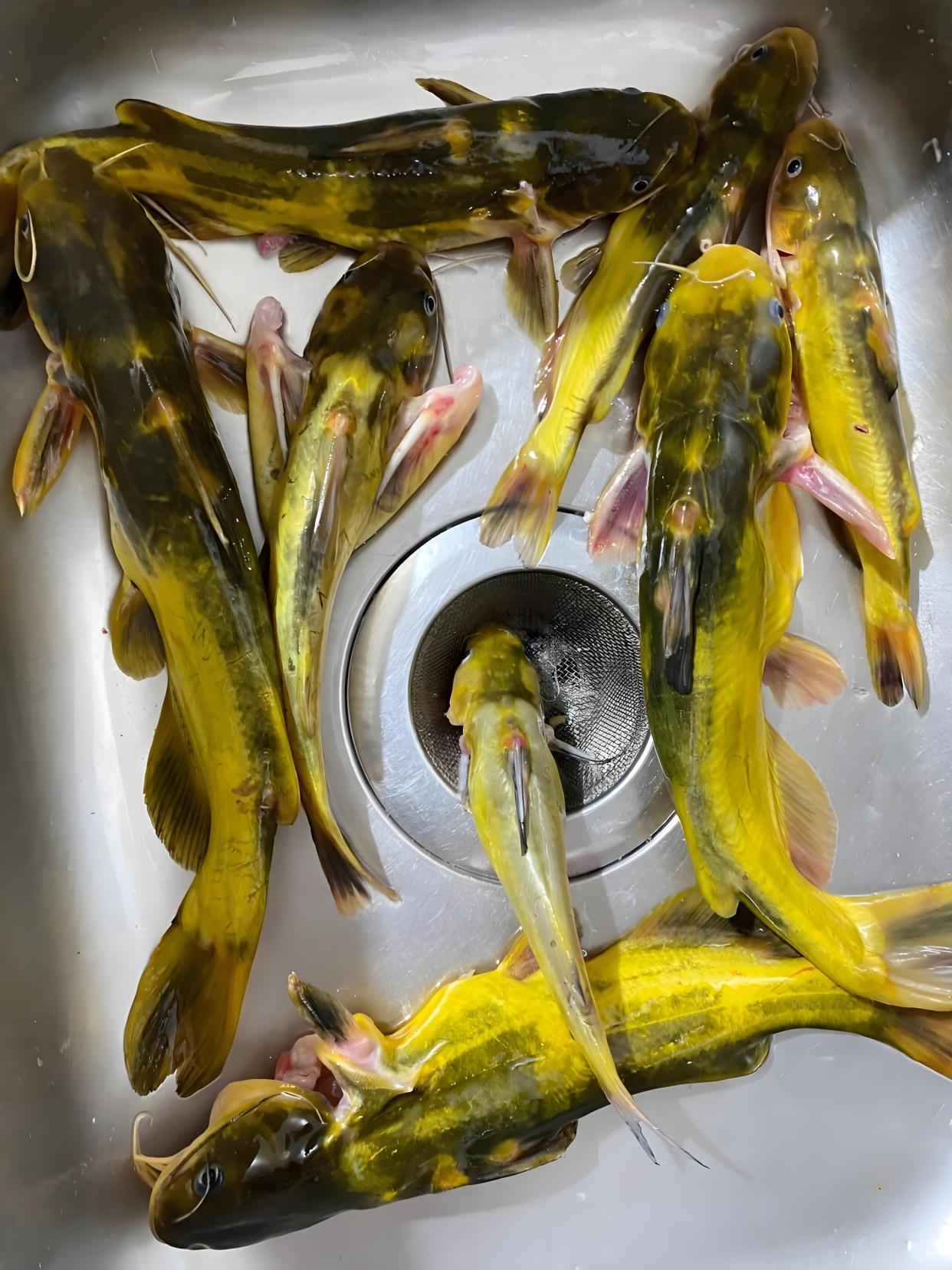 黄颡可以路亚(黄颡鱼野钓)