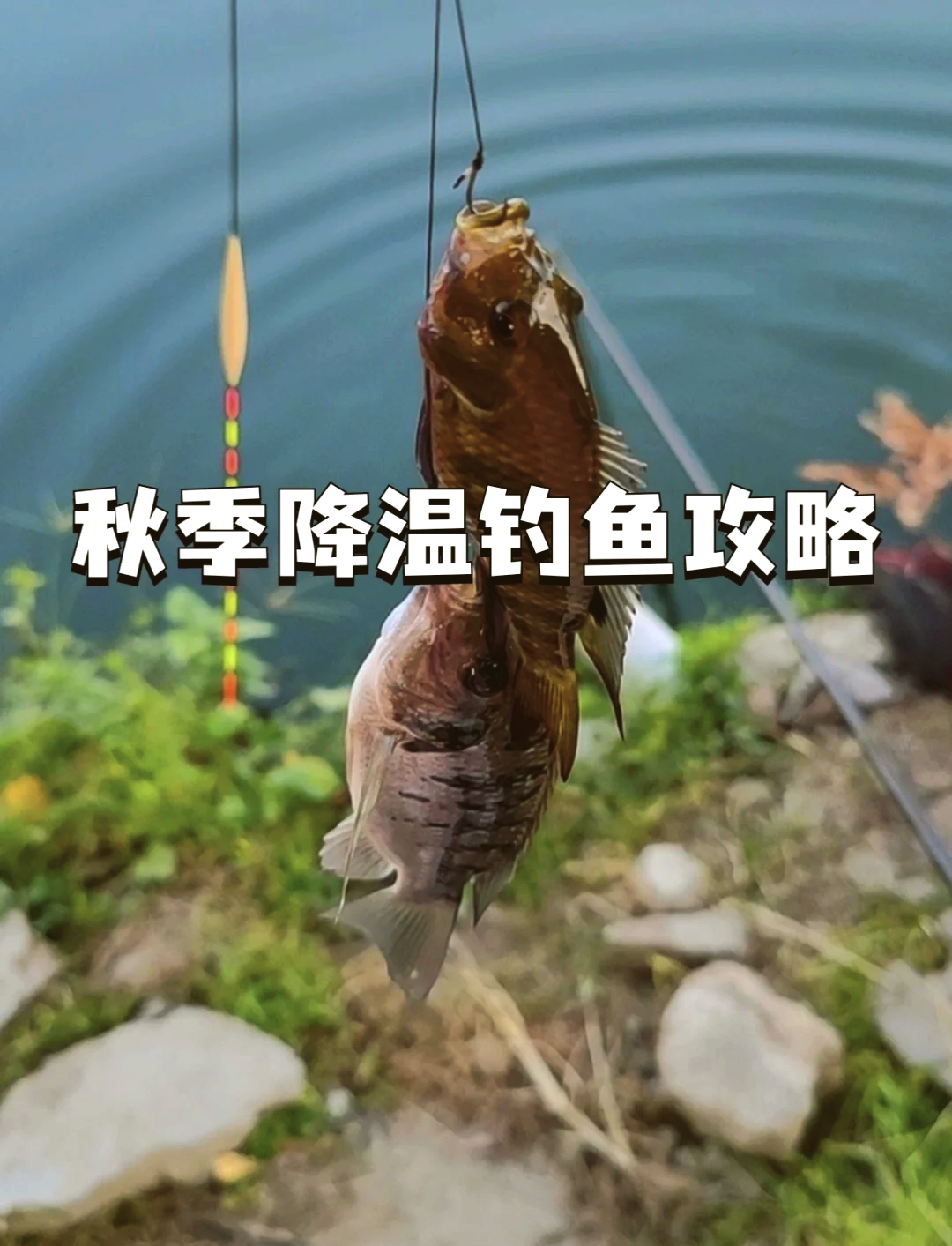 秋季钓鱼技巧(秋季钓鱼技巧分享) 秋季钓鱼技巧(秋季钓鱼技巧分享)